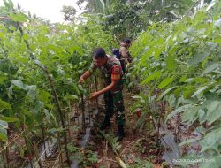 Bekerjasama Dengan Masyarakat Binaan Babinsa Koramil 09/SLP Bantu Petani Rawat Tanaman Tomat Dan Jagung