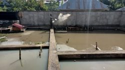 TNI Produktif Babinsa Koramil 10/ST Pelihara 400 Ekor Ikan Nila Dikolam Milik Pribadi