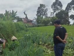 Antisipasi Gagal Panen Dimusim Penghujan Babinsa Koramil 08/BTP Bersama Petani Pelihara Tanaman Cabe Rawit