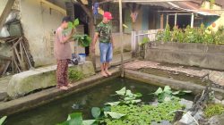 Jadikan Usah Sampingan Babinsa Koramil 11/ TE Ajak Masyarakat Beri Pakan 500 Ekor Ikan Nila