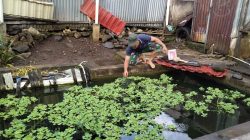 Sertu Suheri Babinsa Koramil 11/ TE Ajak Masyarakat Pelihara Ikan Nila Sebanyak 500 Ekor