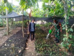 Jaga Kesuburan Tanaman Babinsa Koramil 10/ST Laksanakan Perawatan 4.000 Batang Bibit Tanaman Nilam