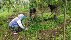 Tingkatkan Kwalitas Buah Babinsa Koramil 10/ST Ajak Masyarakat Bersihkan Lahan Cabe Rawit