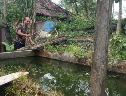 Babinsa Koramil 11/TE Bersama Masyarakat Beri Pakan Ikan Nila