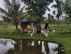 Laksanakan Pendampingan Babinsa Koramil 11/TE Ajak Masyarakat Pelihara 300 Ekor Ikan Nila