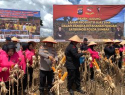 Brimob Polda Sumbar Panen Jagung 5 Hektar, Wujud Nyata Dukung Ketahanan Pangan Nasional