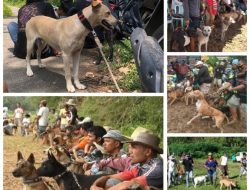 Wakil Komandan Brigade Laskar Merah Putih Padang Tunjukkan Solidaritas Lewat Buru Babi