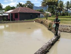 Laksanakan Komsos Babinsa Koramil 08/BTP Bantu Masyarakat Pelihara 2.000 Ekor Ikan Nila 