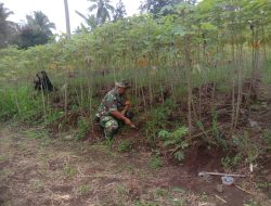 TNI Produktif Babinsa Koramil 10/ST Ajak Masyarakat Tanam 200 Batang Singkong 