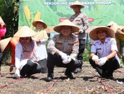 Polres Pasaman Barat Gelar Penanaman Jagung Serentak Kuartal IV di Nagari Lingkuang Aua