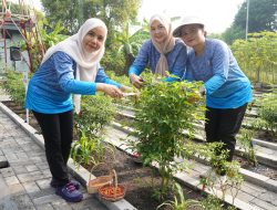 Manfaatkan Lahan Kosong Jadi Produktif, Cabang 3 Gabungan Jalasenastri Puspenerbal Panen Terong dan Cabai