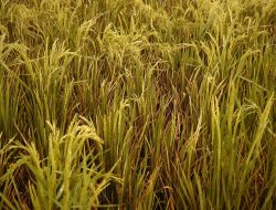 Petani Talamau Menjerit, Hama Alau Luluhlantakkan Harapan Panen di Talu dan Sinuruik