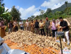 Panen Raya Ketahanan Pangan di Supayang, Babinsa Hadir Dukung Swasembada Pangan