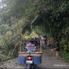 Pohon Tumbang di Jalur Simpang 4 Panti, Warga Polongan Enam Bergerak Cepat Selamatkan Akses dan Nyawa Pengguna Jalan