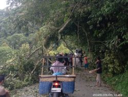 Pohon Tumbang di Jalur Simpang 4 Panti, Warga Polongan Enam Bergerak Cepat Selamatkan Akses dan Nyawa Pengguna Jalan